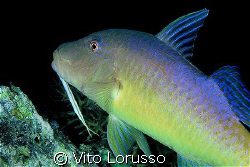 Fish by Vito Lorusso 